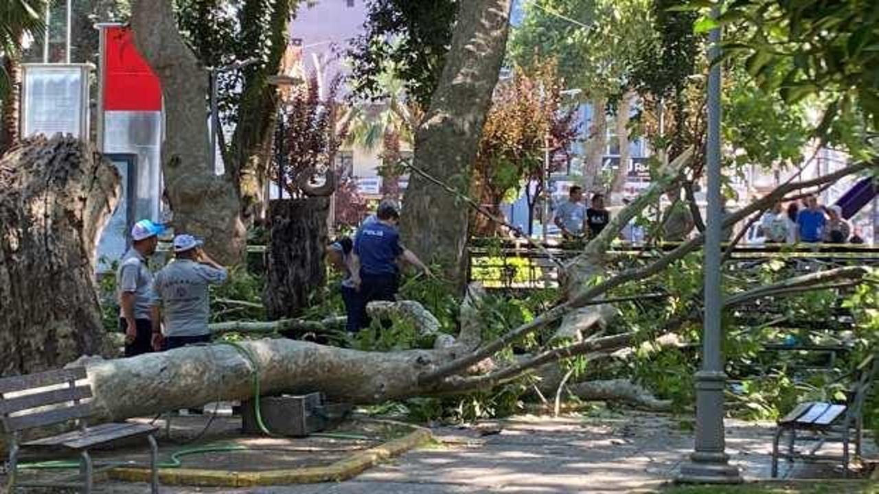 Kocaeli'nde korkunç olay: Dev ağaç dalı vatandaşların üzerine düştü