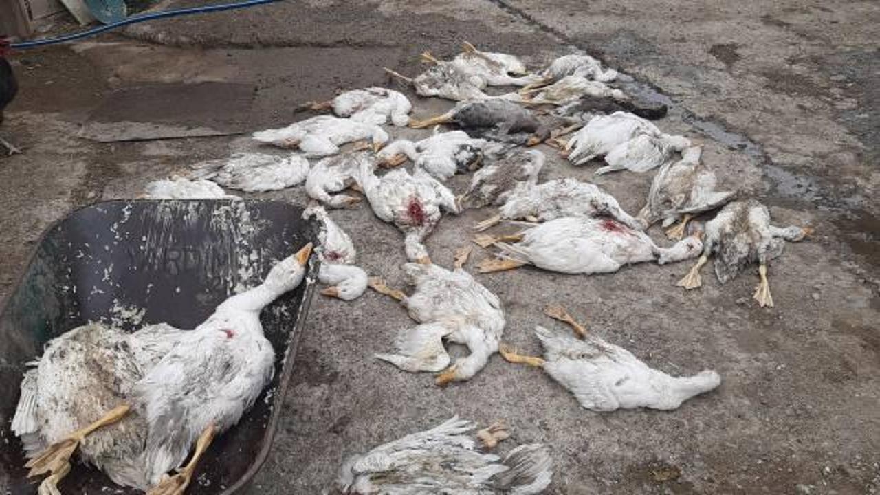 Samsun'da esrarengiz olay: Çay kenarında otlayan 26 kaz telef oldu