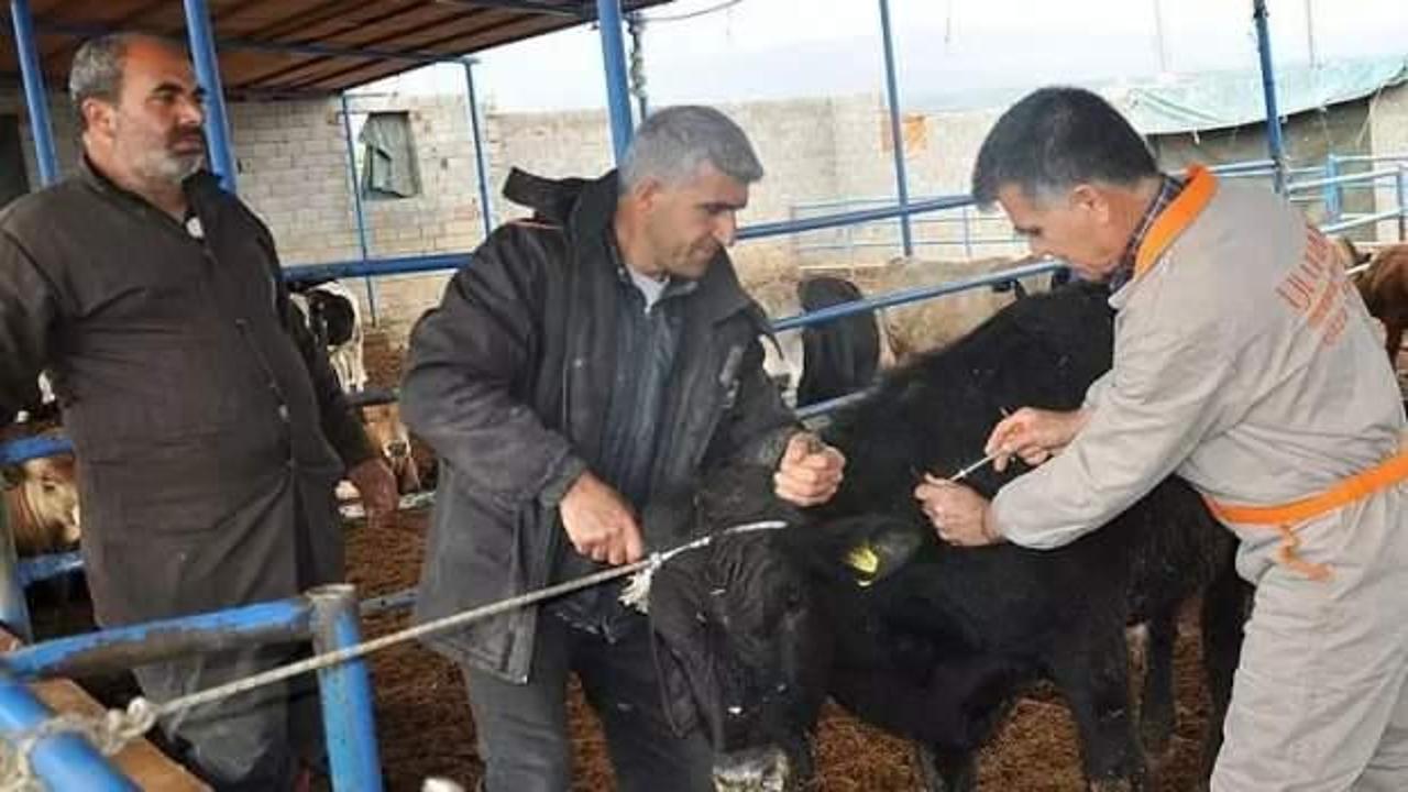 Tarım ve Orman Bakanlığı&rsquo;ndan yeni şap hastalığı a&ccedil;ıklaması