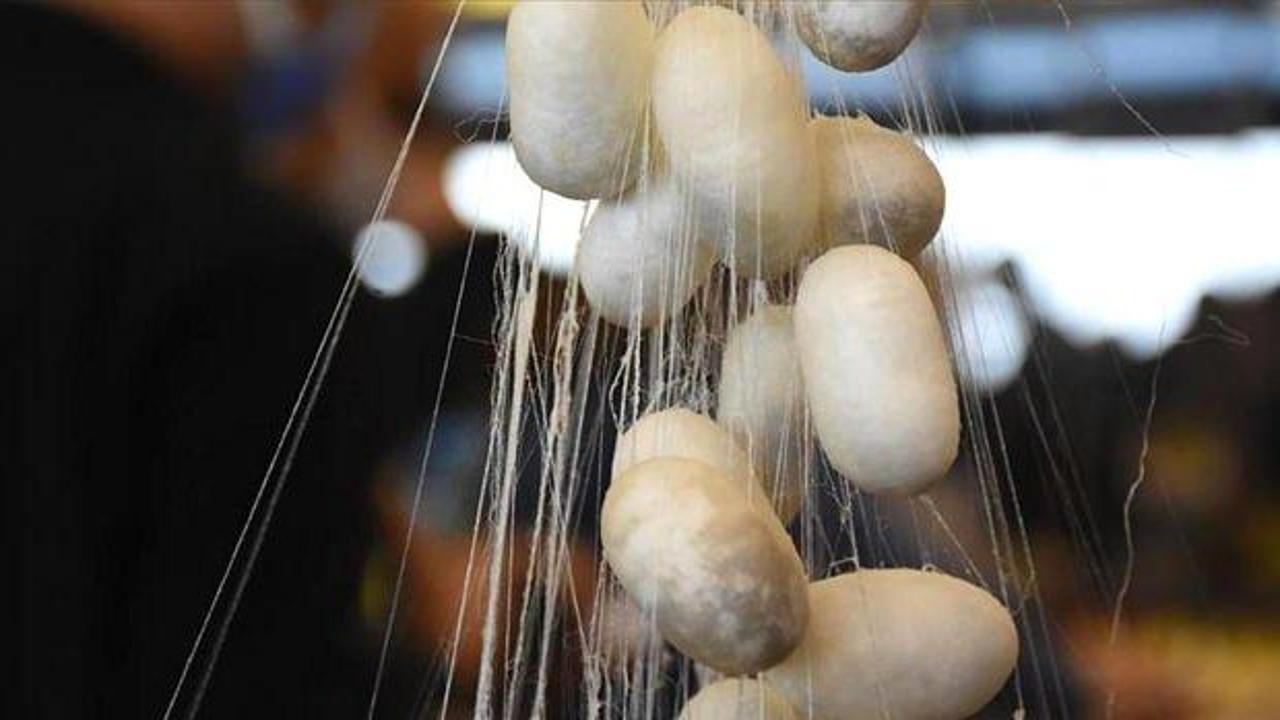 Türkiye'de koza üretiminin bu yıl 100 tonu aşması bekleniyor