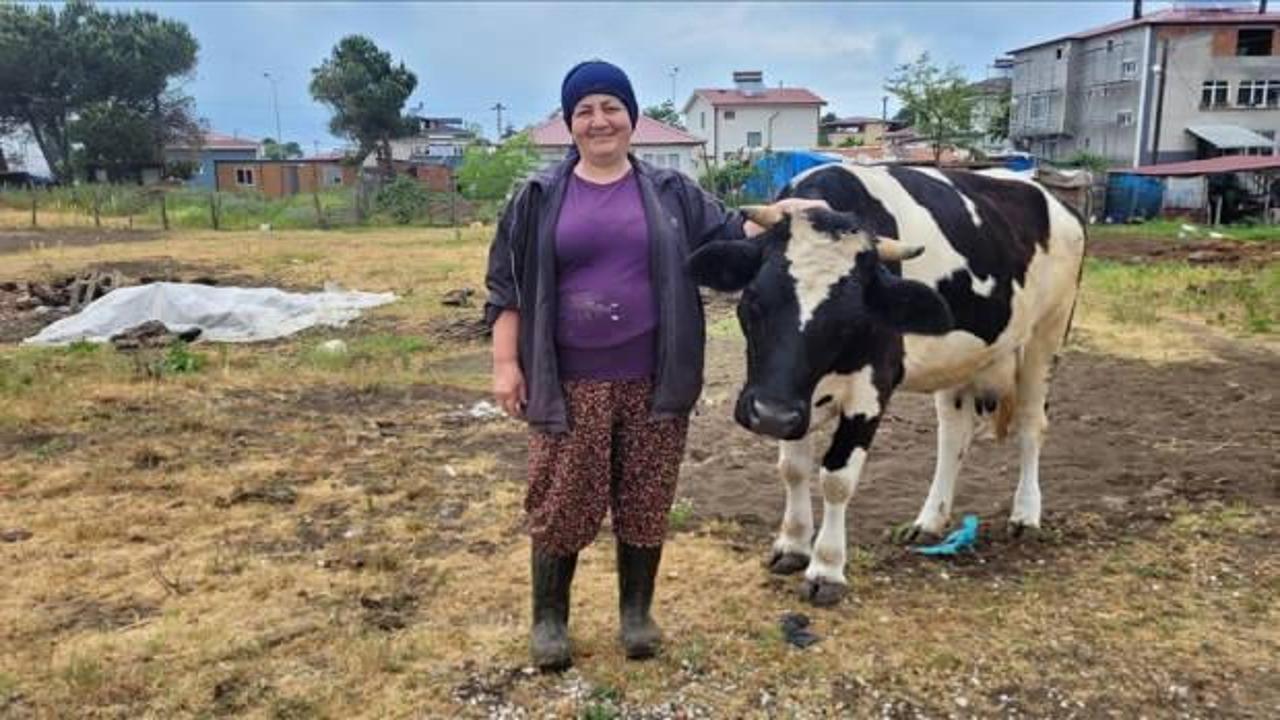 Üç buzağıyla başladı hayvan sayısını 28'e çıkardı! Günlük süt üretimi 300 litre