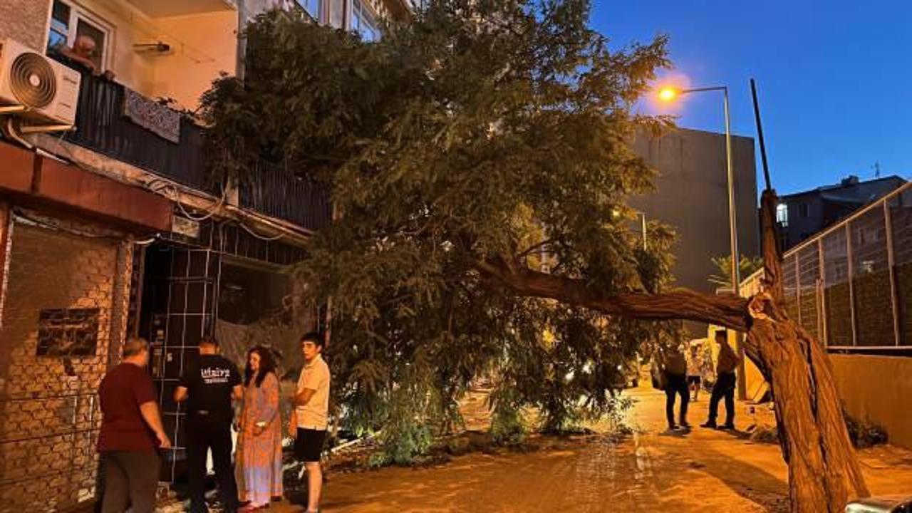 Balkonda kahve içen kadının üzerine ağaç devrildi!