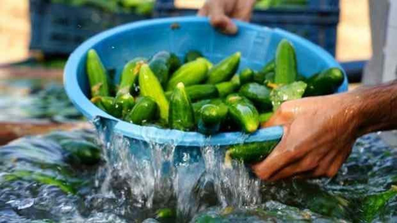 Binlerce kilo salatalık toplatılıyor: "Yenilmesi halinde öldürebilir"