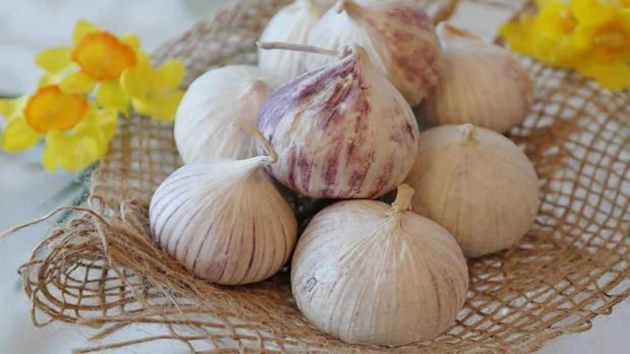 Bu sarımsağı toplamak yasak: Cezası 557 bin lira!