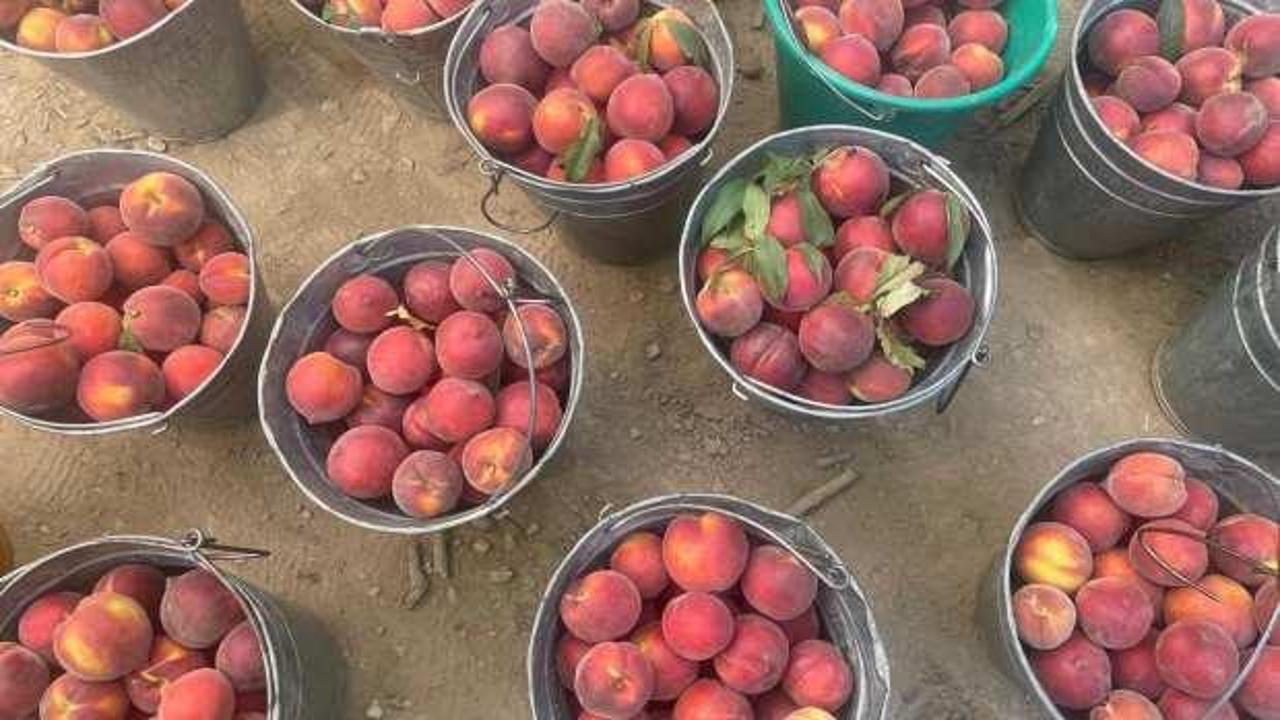 &Ccedil;ift&ccedil;inin y&uuml;z&uuml;n&uuml; g&uuml;ld&uuml;ren hasat başladı: Kilogram fiyatı 100 TL'yi buldu