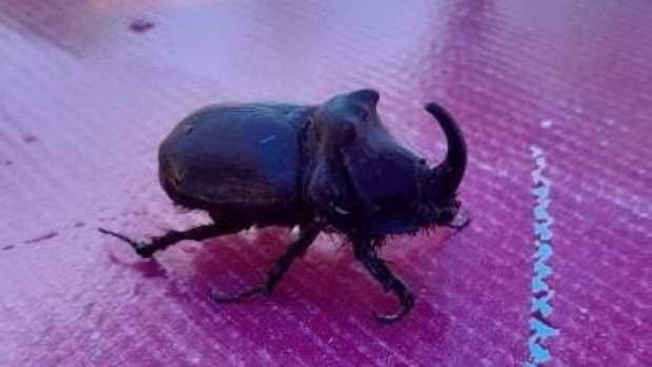 Dünyanın en güçlüsü ‘gergedan böceği’ Elazığ’da görüldü