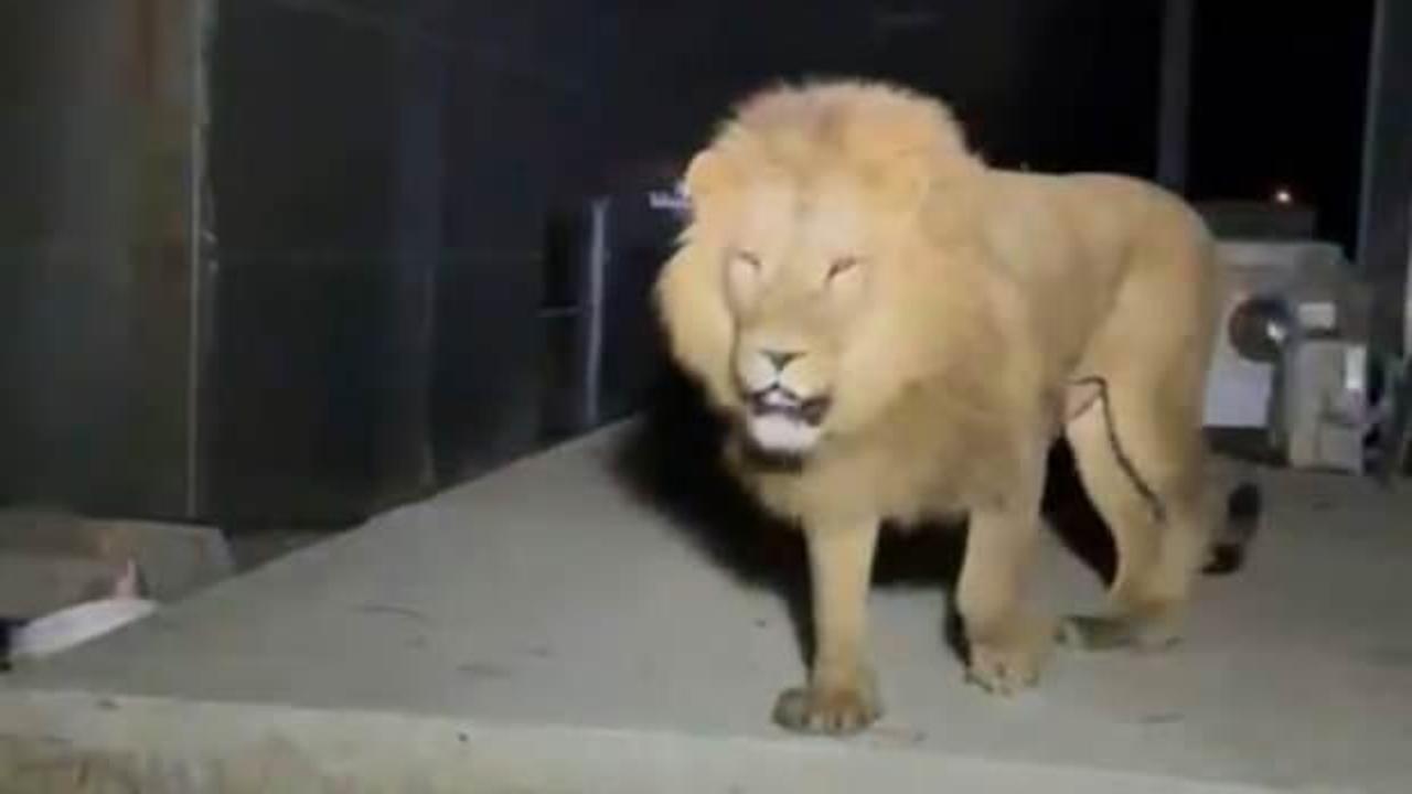 &lsquo;En b&uuml;y&uuml;k problem bu' diyerek a&ccedil;ıkladı: 'O aslanın ka&ccedil;maması gerekiyordu&rsquo;