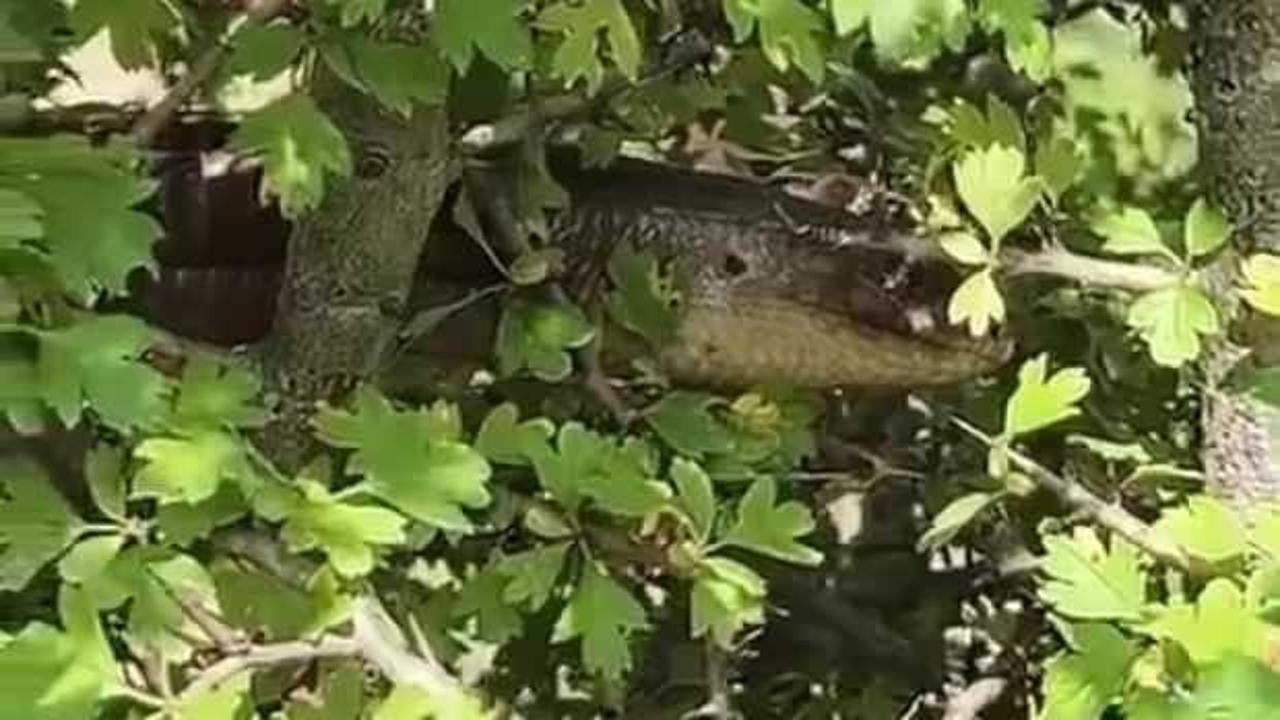 Hatay'da yılana benzerliğiyle dikkat çeken 1 buçuk metrelik kertenkele görüldü