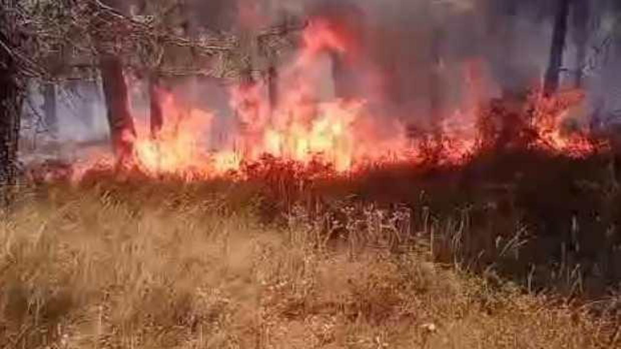 İstanbul'da ormanda çıkan yangın söndürüldü