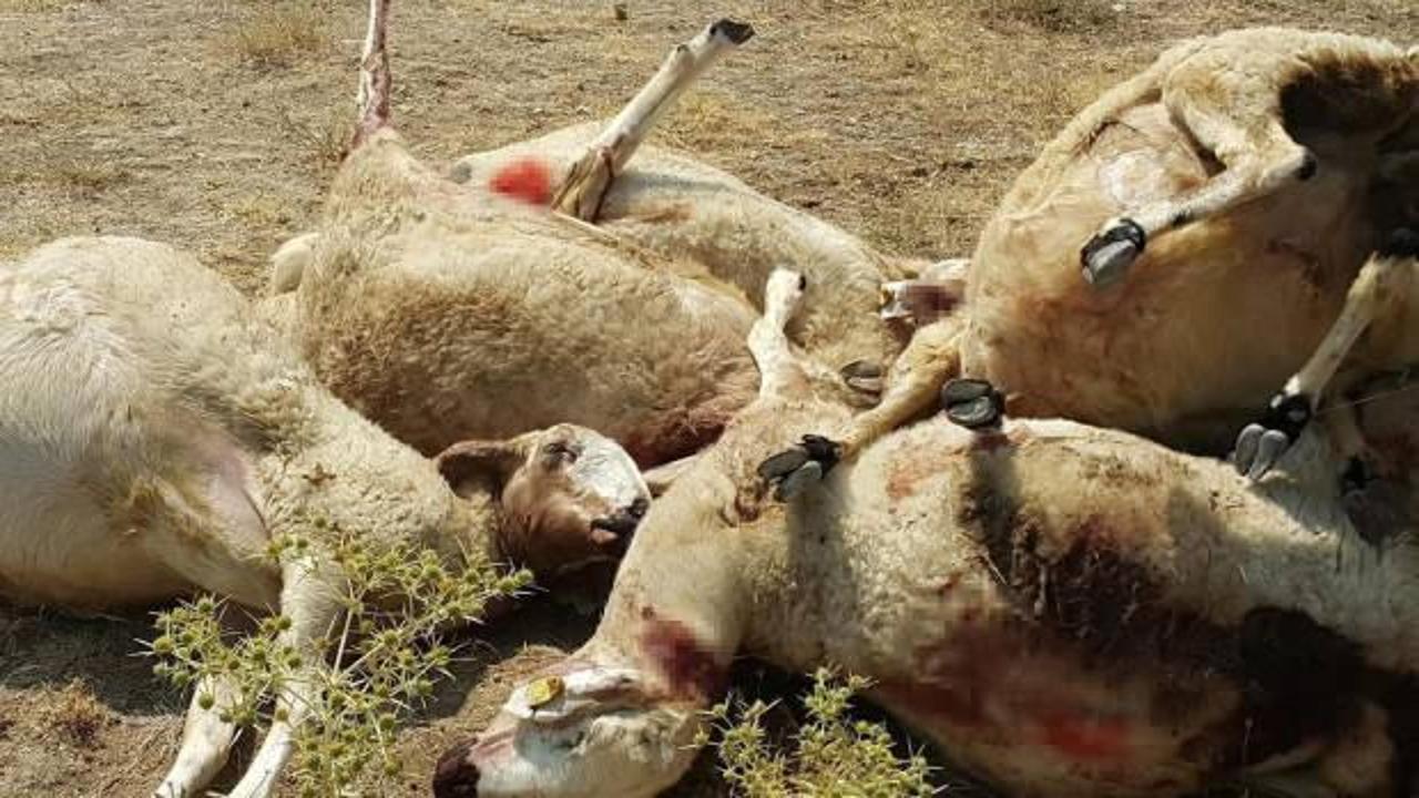 Kurtlar, 807 koyunluk sürüye saldırdı! 