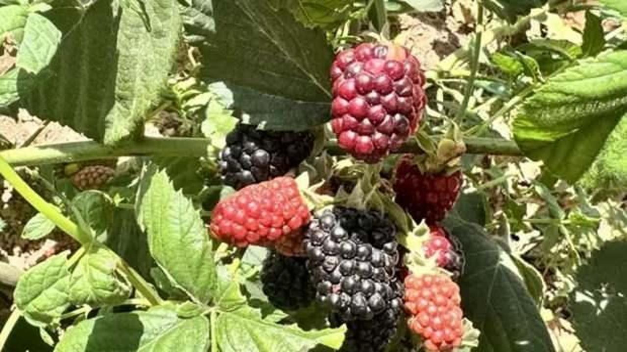 Siirt'te y&uuml;ksek rakımda deneme &uuml;retimi yapılan b&ouml;ğ&uuml;rtlen olumlu sonu&ccedil; verdi