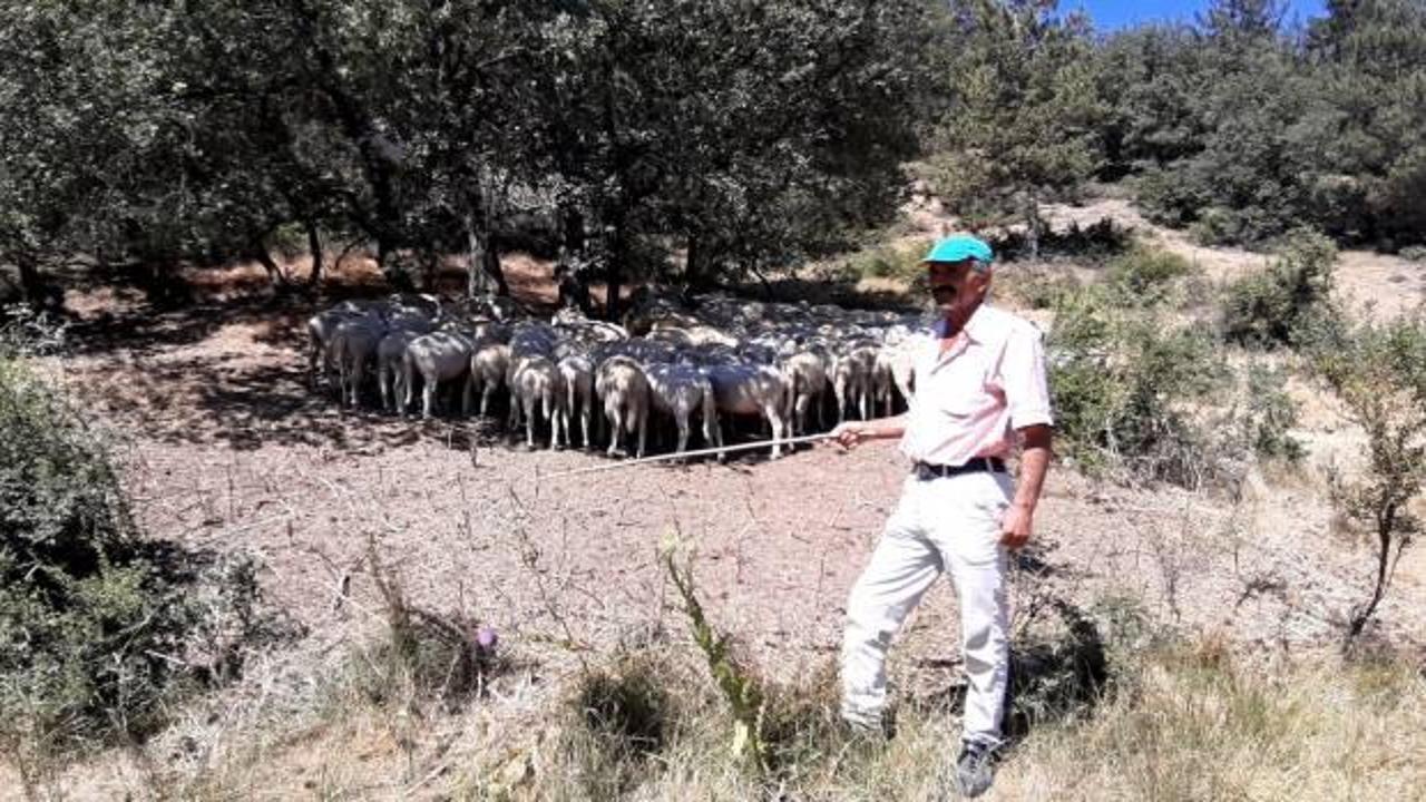 Pes dedirten olay: Ormana tavuk leşi attılar!