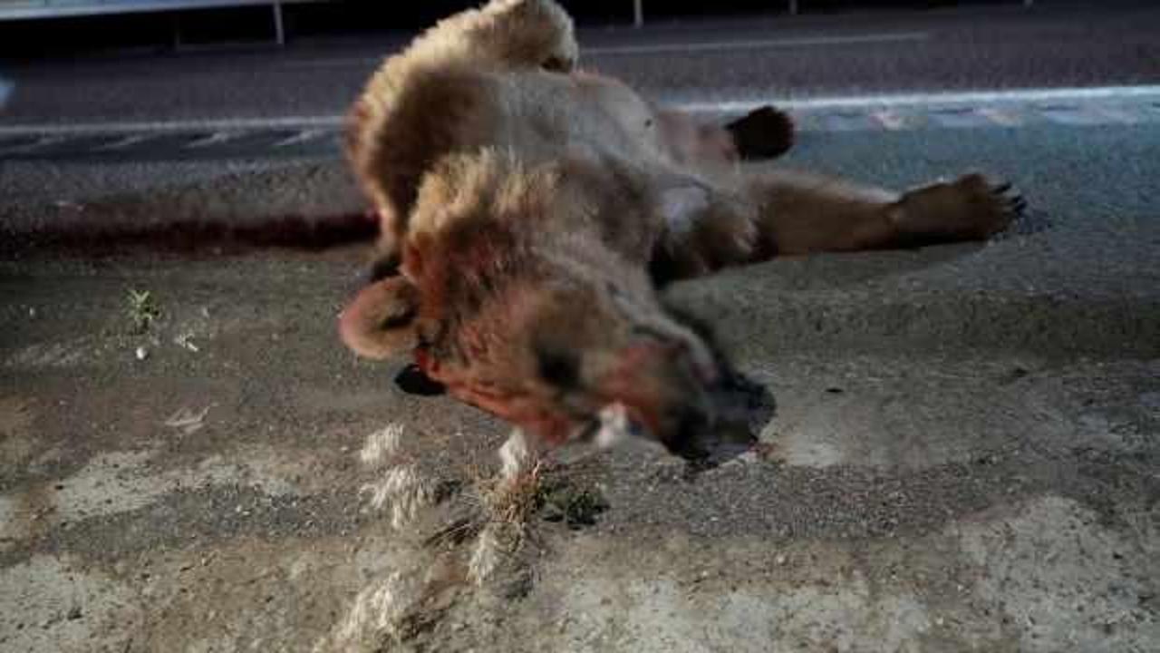 Gümüşhane'de kaza: Bozayı telef oldu