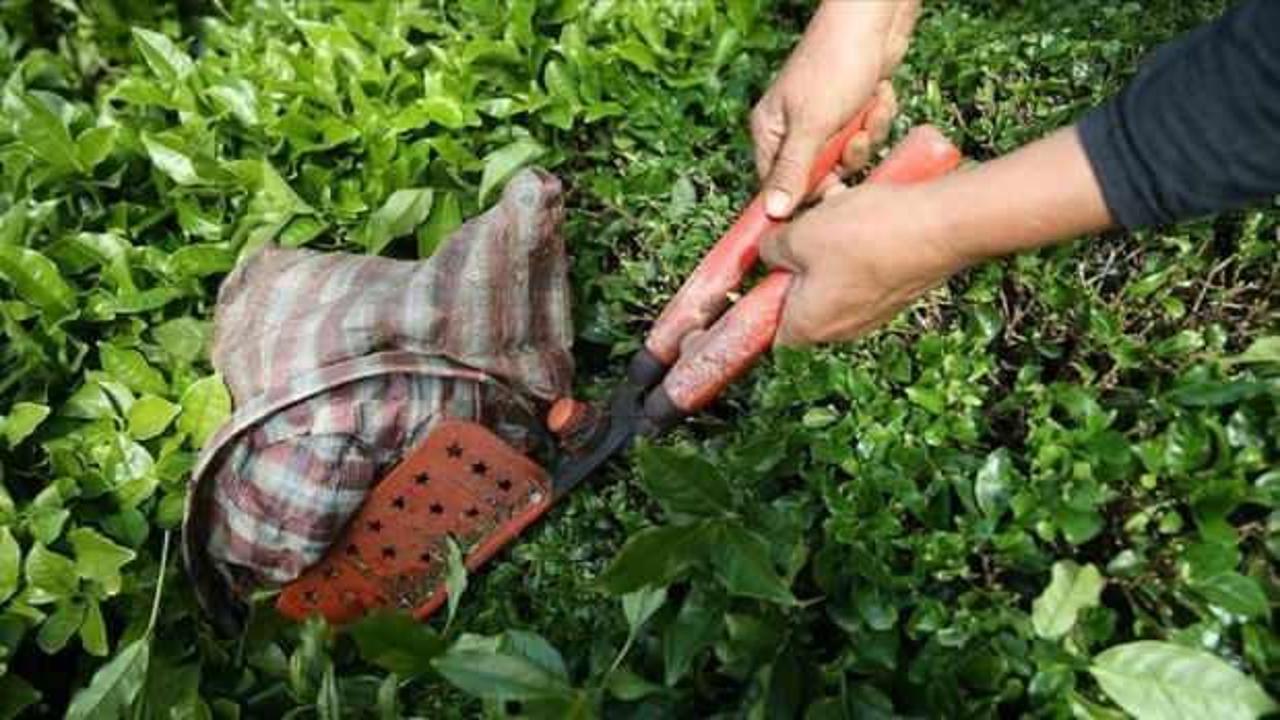 Türk çayı yılın ilk yarısında 104 ülkede alıcı buldu