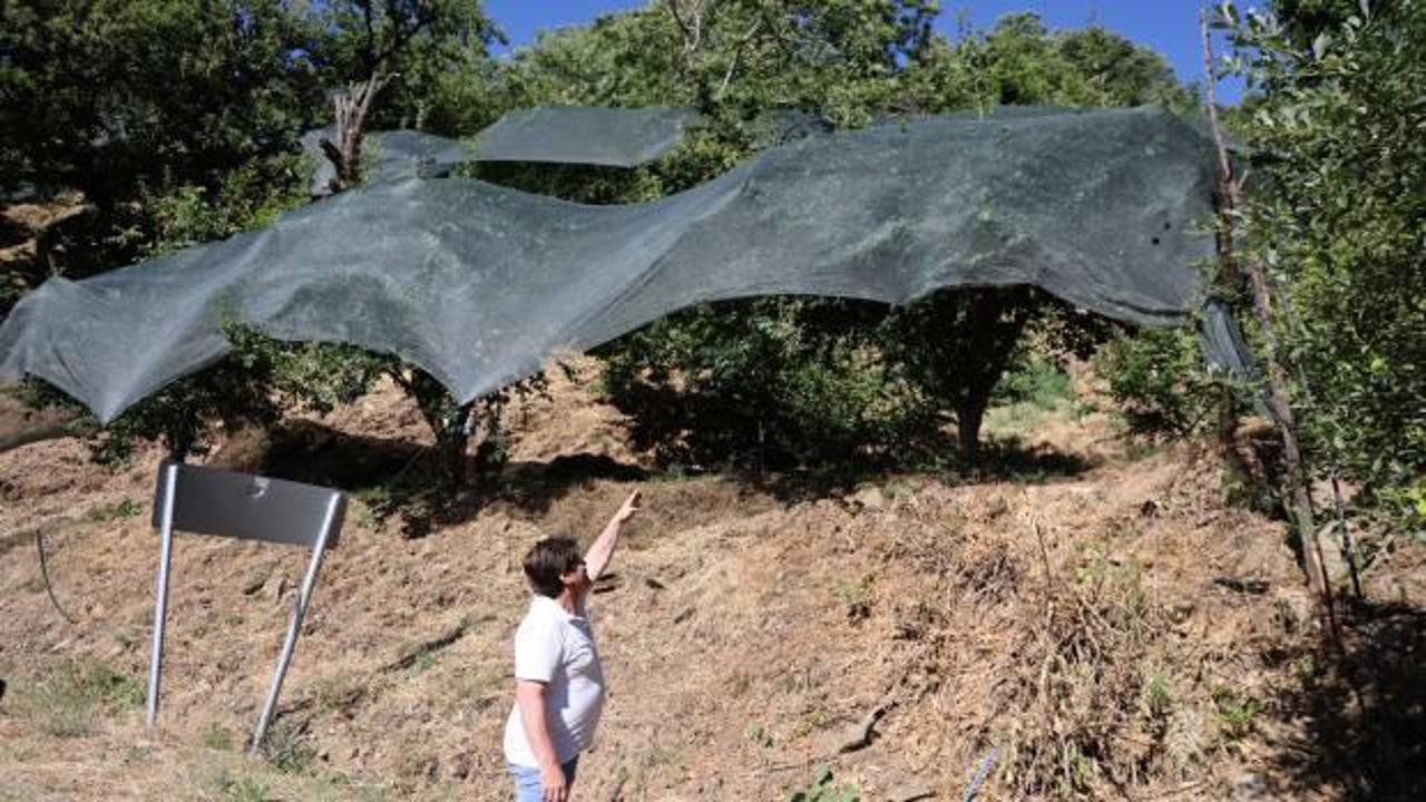 Geçen yıl ağaçta bırakılan mahsul, bu yıl korumaya alındı