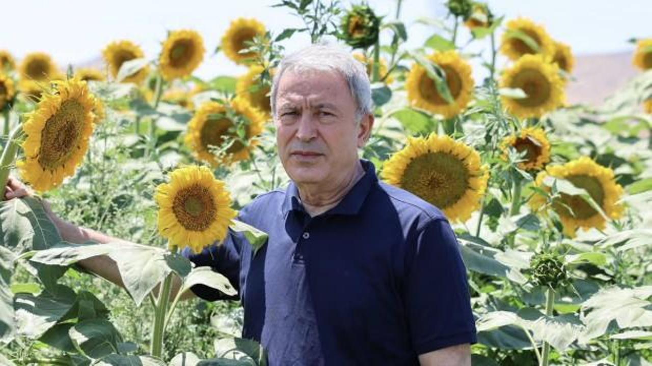 Hulusi Akar'dan ayçiçeği tarlasında anlamlı mesaj: Terörsüz Büyük Güçlü Türkiye - TBGT 