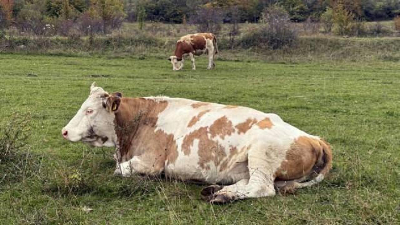Bilim dünyasını şaşırtan keşif: Hayvanlar bitkilerin çıkardığı seslere tepki veriyor