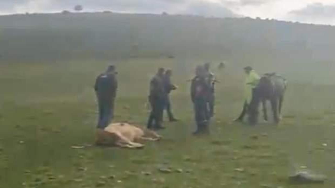 Ardahan’da meraya yıldırım düştü; 3 inek öldü