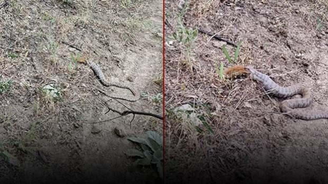 Engereğin, sincabı yuttuğu anlar kameraya yansıdı