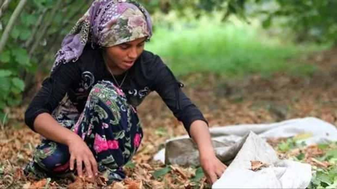 Fındık işçilerinin günlük yevmiyesi belli oldu