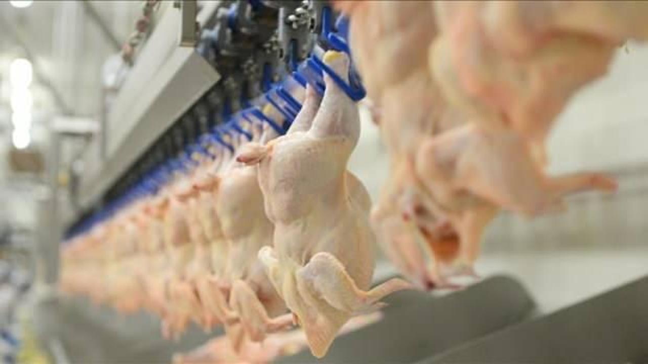 Tavuk eti üretimi mayısta yıllık bazda yüzde 11,7 arttı