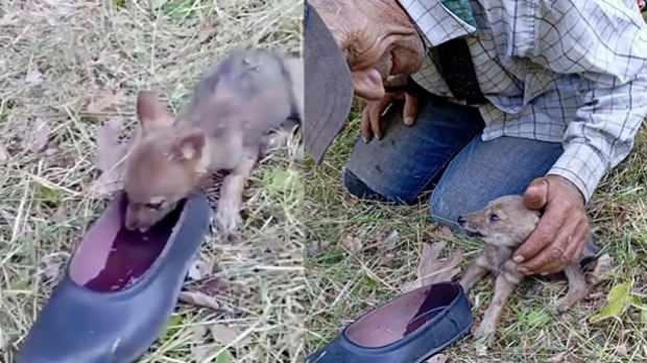 Ülkenin vicdanlı emmisi: Yavru çakala ayakkabısıyla su içirdi