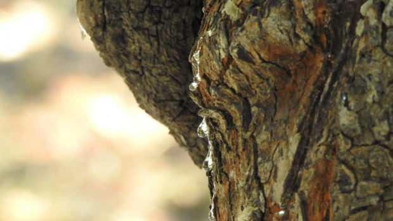 Bu sakızın fiyatı dudak uçuklatıyor! Kilogramı 15 bin TL'den satılıyor 