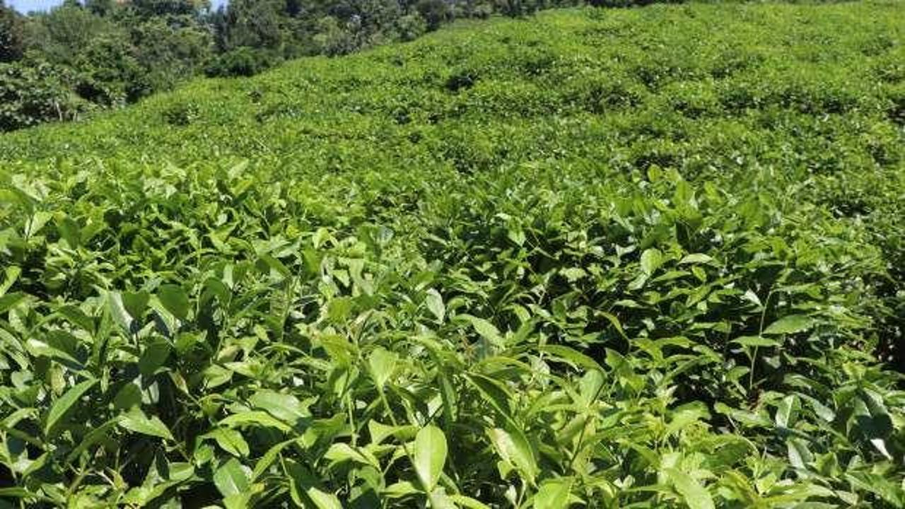 ÇAYKUR'dan günlük alım limitlerinin üzerinde çay hasadı yapılmaması uyarısı