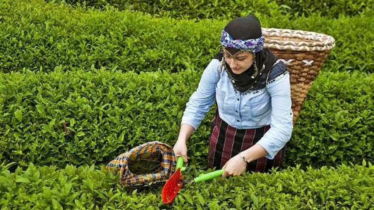 Çaykur'un ikinci sürgün yaş çay alımı 91 bin tona ulaştı