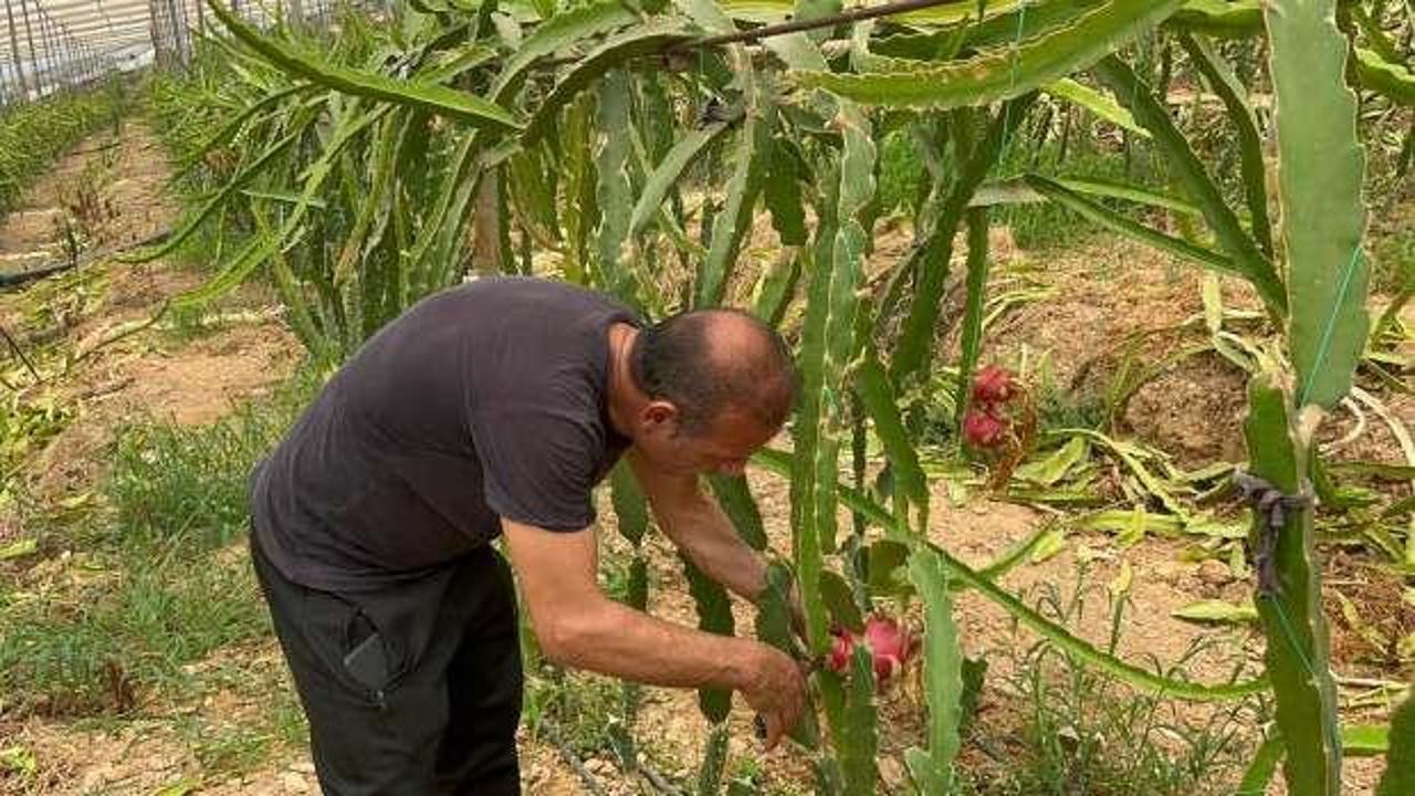 Üreticinin yüzünü güldüren meyve: Kilogramı 200 TL'den satılıyor 
