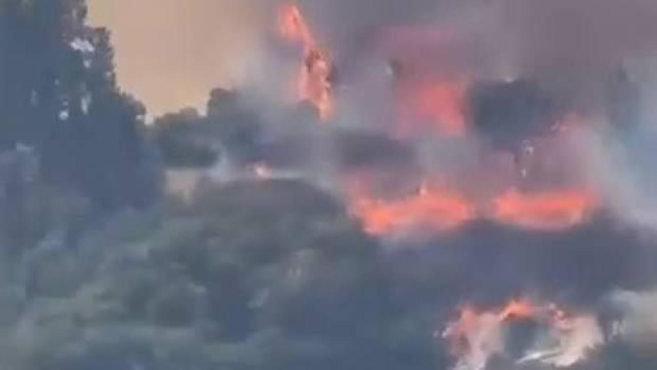 Kocaeli'de orman yangını