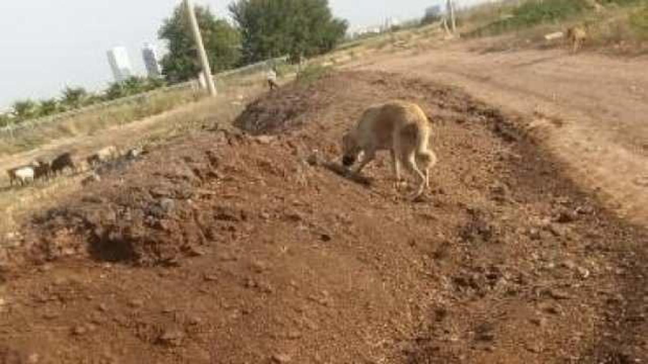 Mahalleye atılan tavuk pisliği kokusu vatandaşı çileden çıkardı