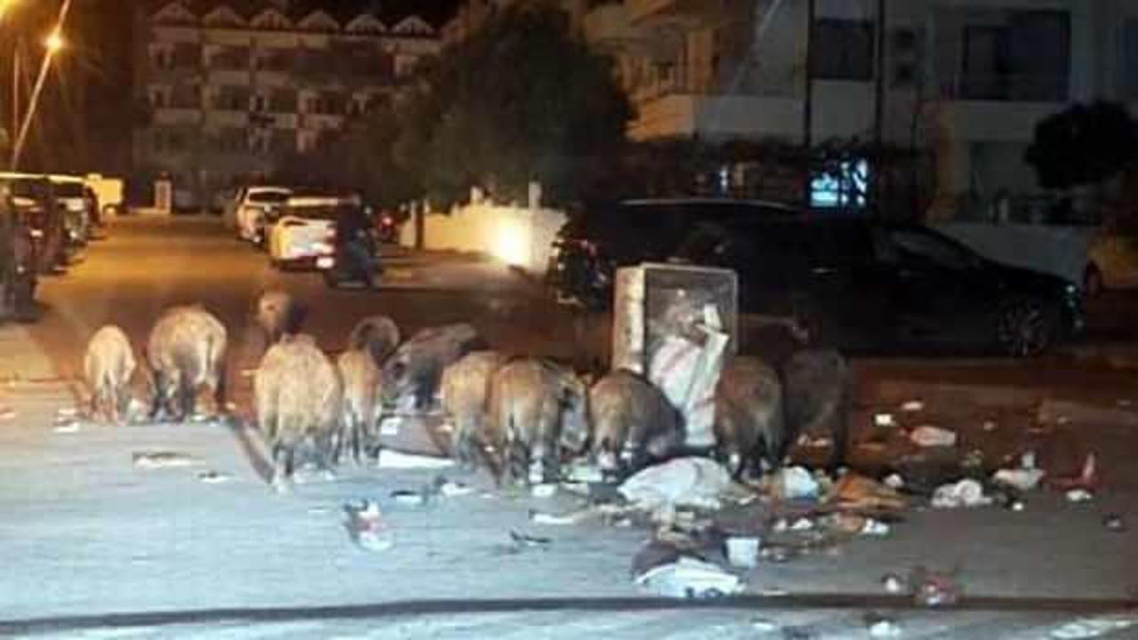 Marmaris'i domuzlar bastı! 