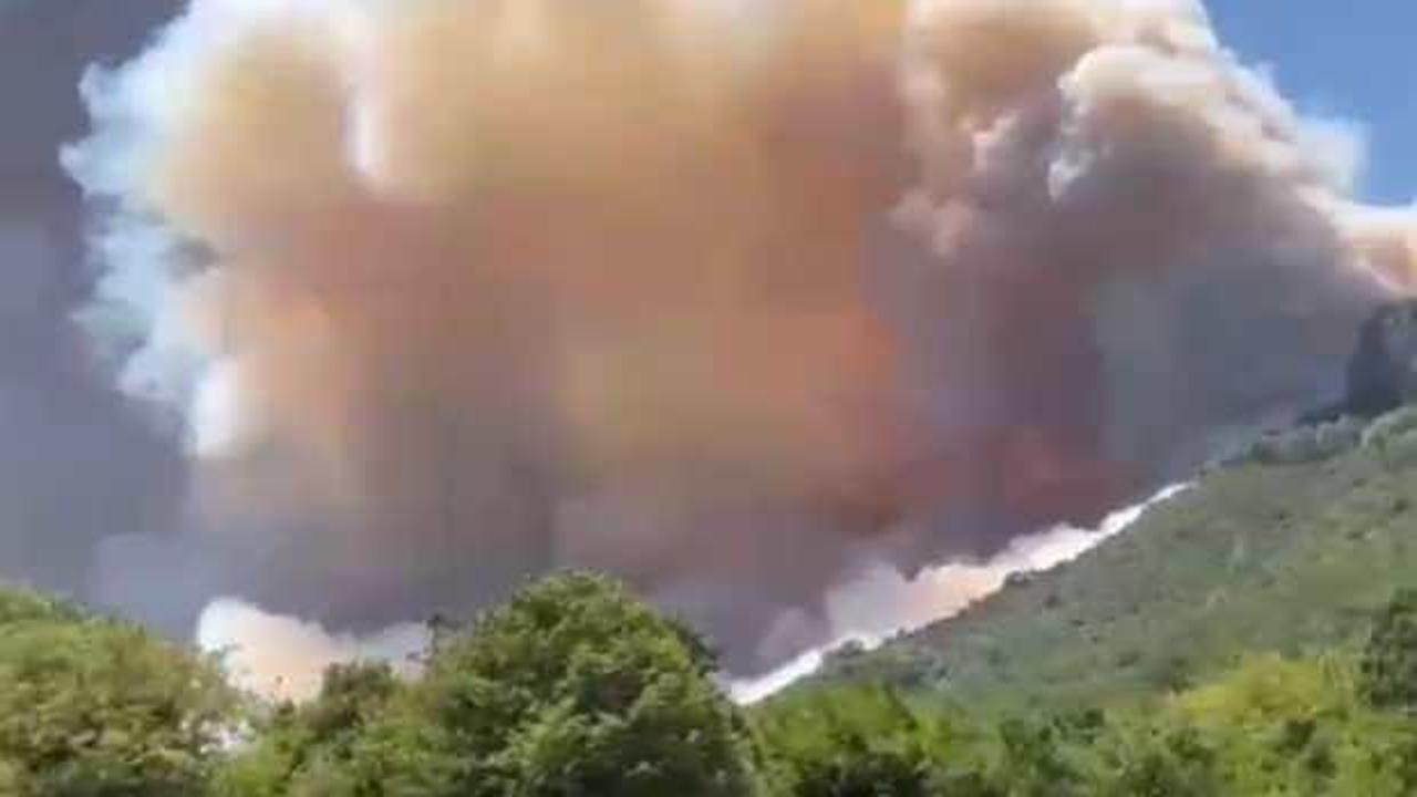 Sakarya'da bir orman yangını daha! Alevler kısa sürede büyüdü