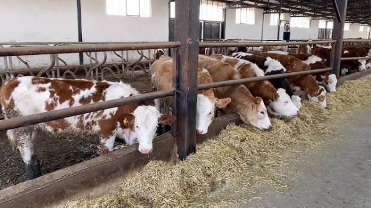 Şap hastalığına karşı önlem! Hayvan hareketleri 30 gün yasaklandı