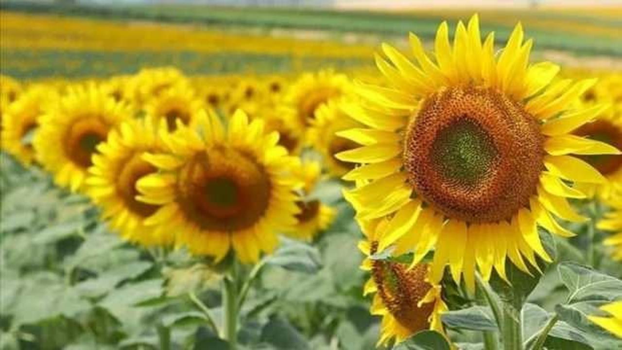 Ayçiçeği tohumu ve yağ ithalatında tarife kontenjanı şartları belirlendi