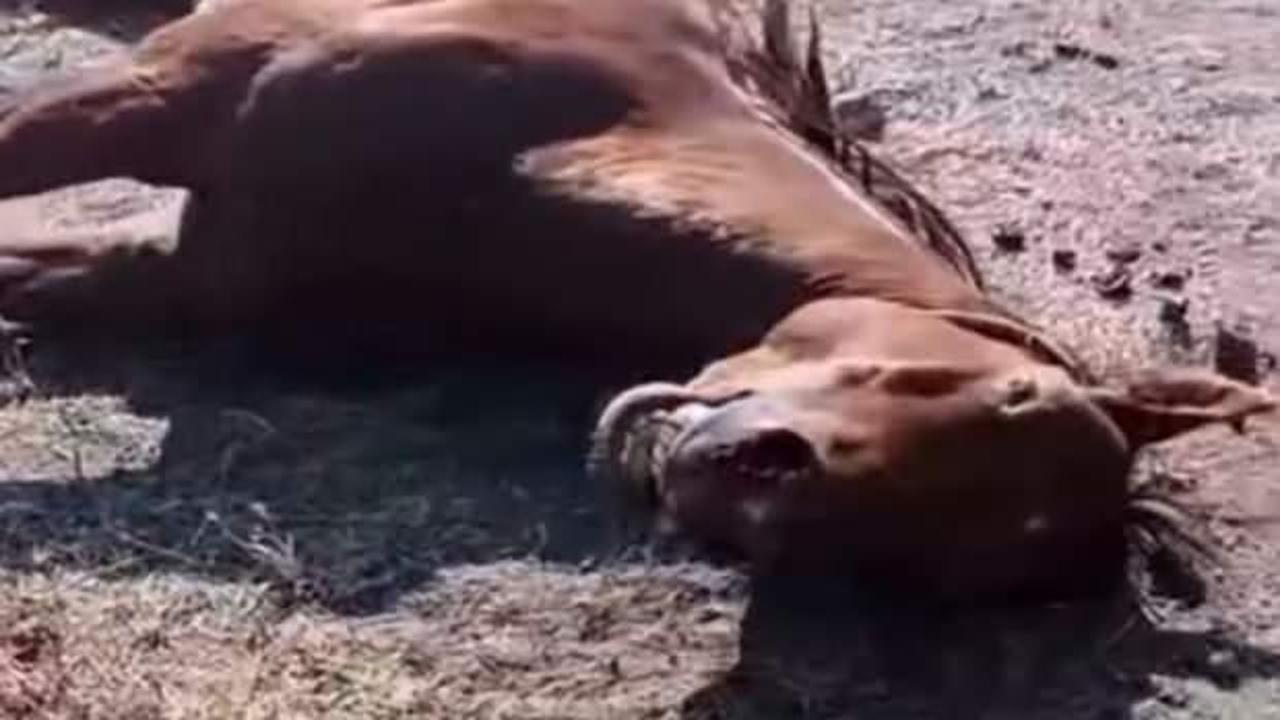 Yer: Ağrı! Atı tabancayla vurarak öldürdü