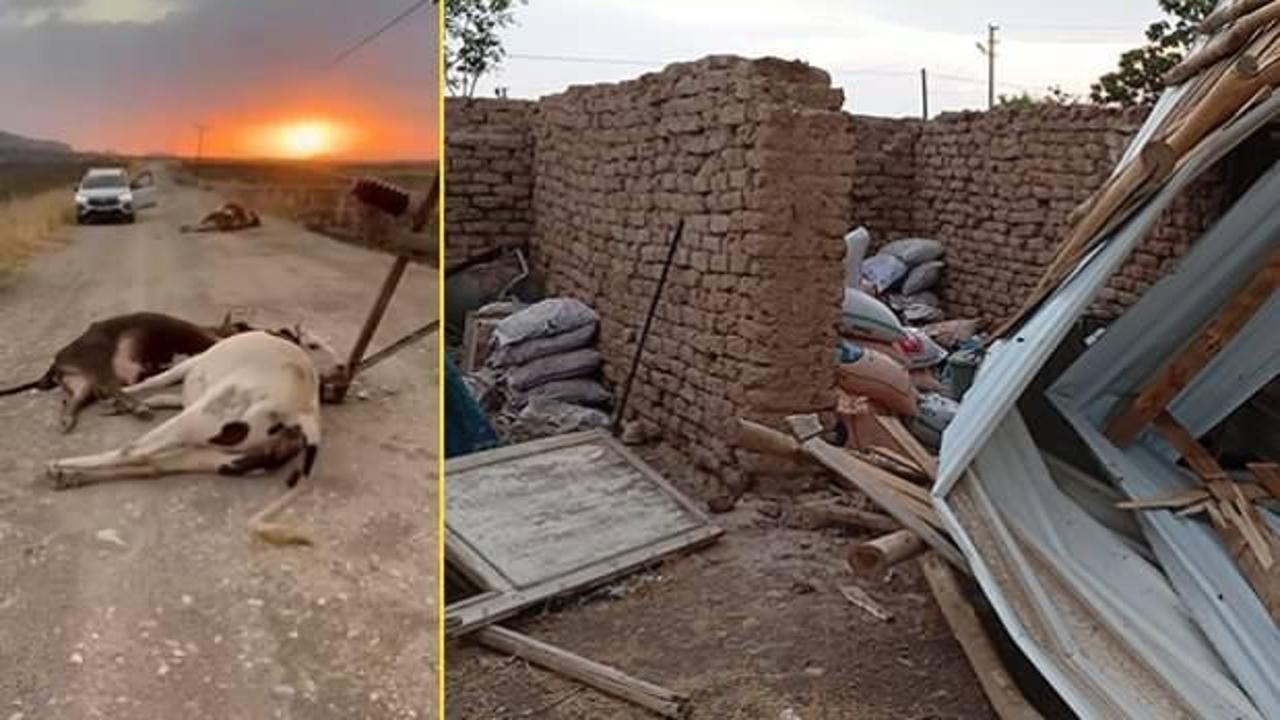 Şiddetli rüzgâr besiciye kâbusu yaşattı: 6 inek telef oldu