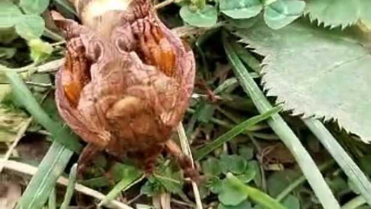 İlk kez gördü, şaşkına döndü! Türünü öğrenmek için sosyal medyada paylaştı