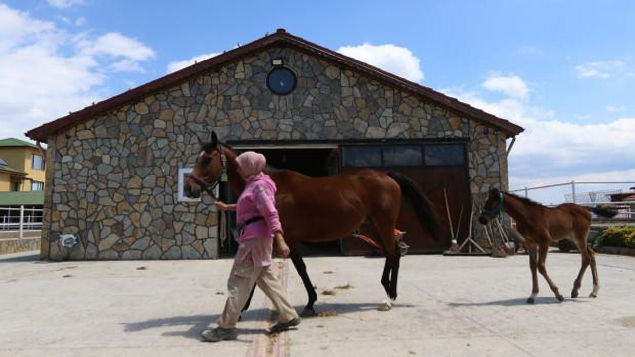 Küçük olduğuna bakmayın, fiyatları 10 milyon liraya kadar çıkıyor