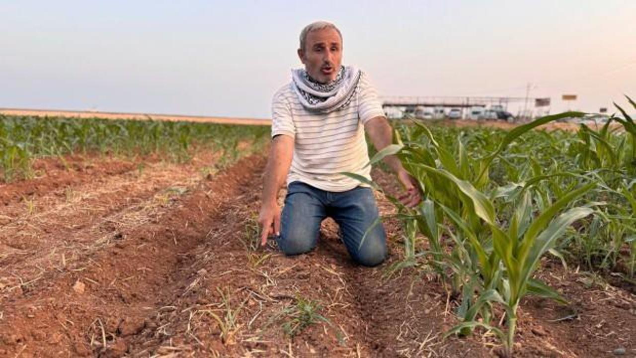 İki tohum arasındaki büyüme farkını gören çiftçinin tepesi attı 