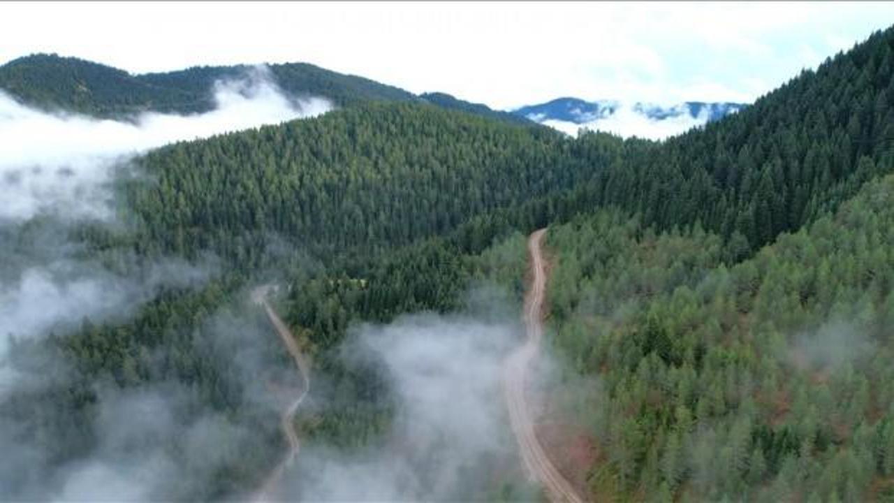 Esenler Belediyesi orman seferberliği başlattı