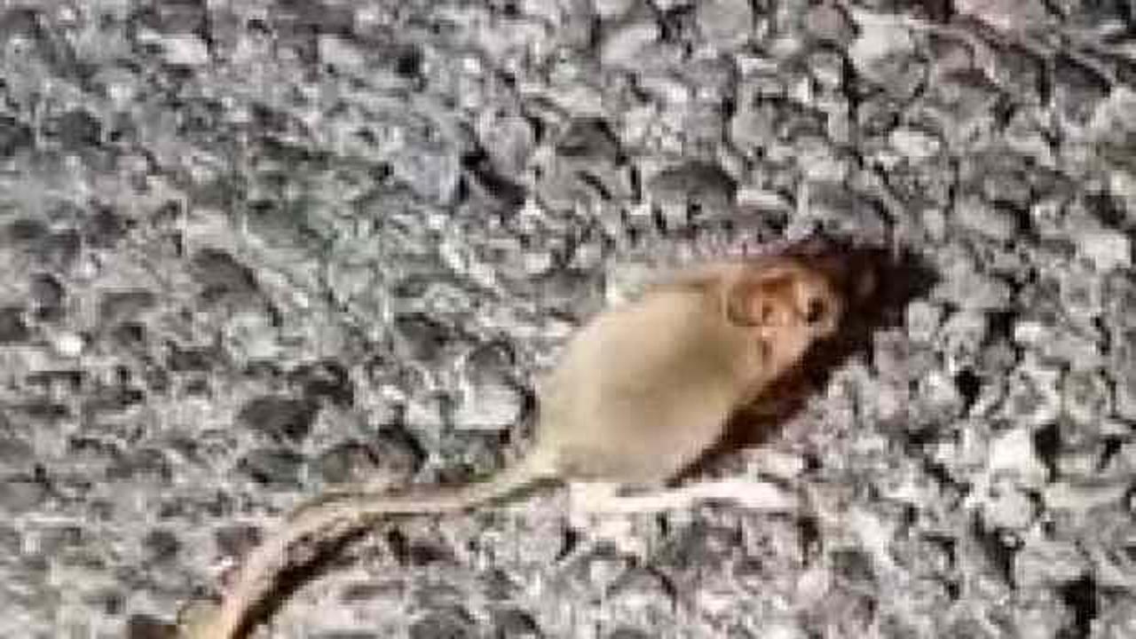 Kırmızı listede aranıyor: Bir ilimizde g&ouml;r&uuml;ld&uuml;!