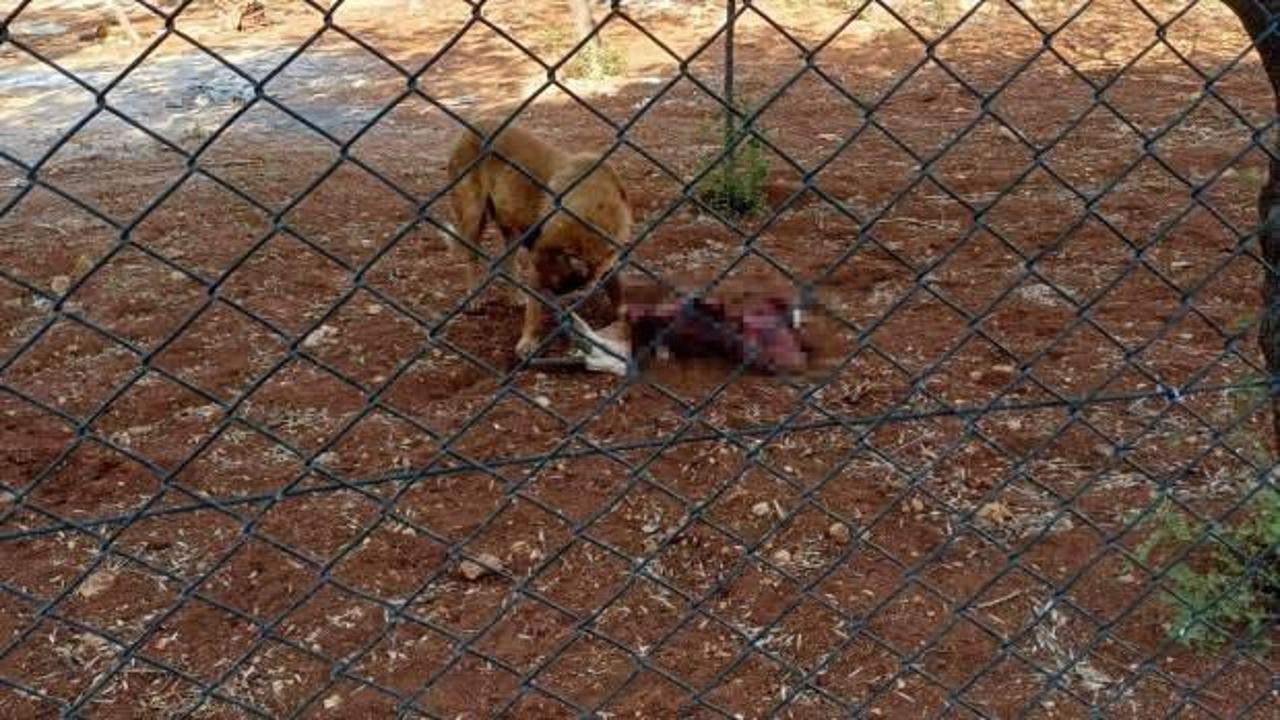Şanlıurfa'da köpek dehşeti: Koruma altındaki 2 ceylanı telef ettiler 