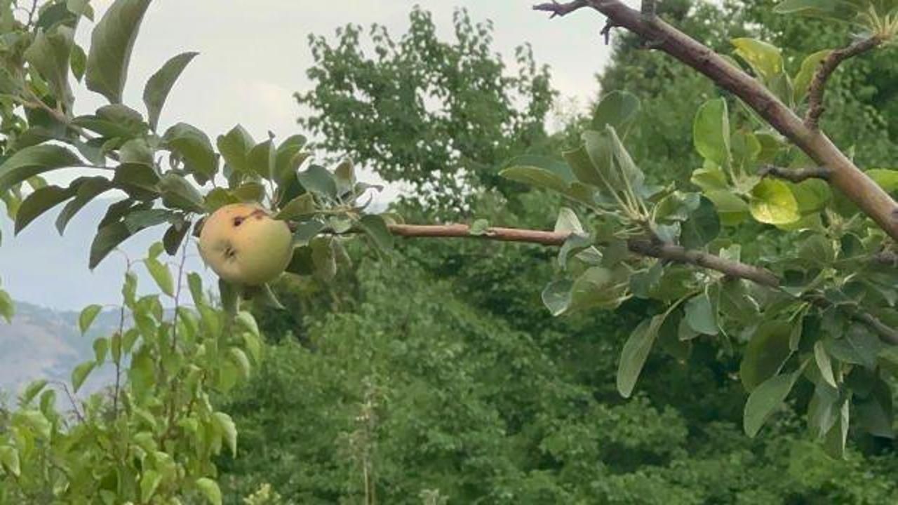 Elazığ'da ilginç olay: 10 dönümlük bahçede sadece bir elma yetişti 