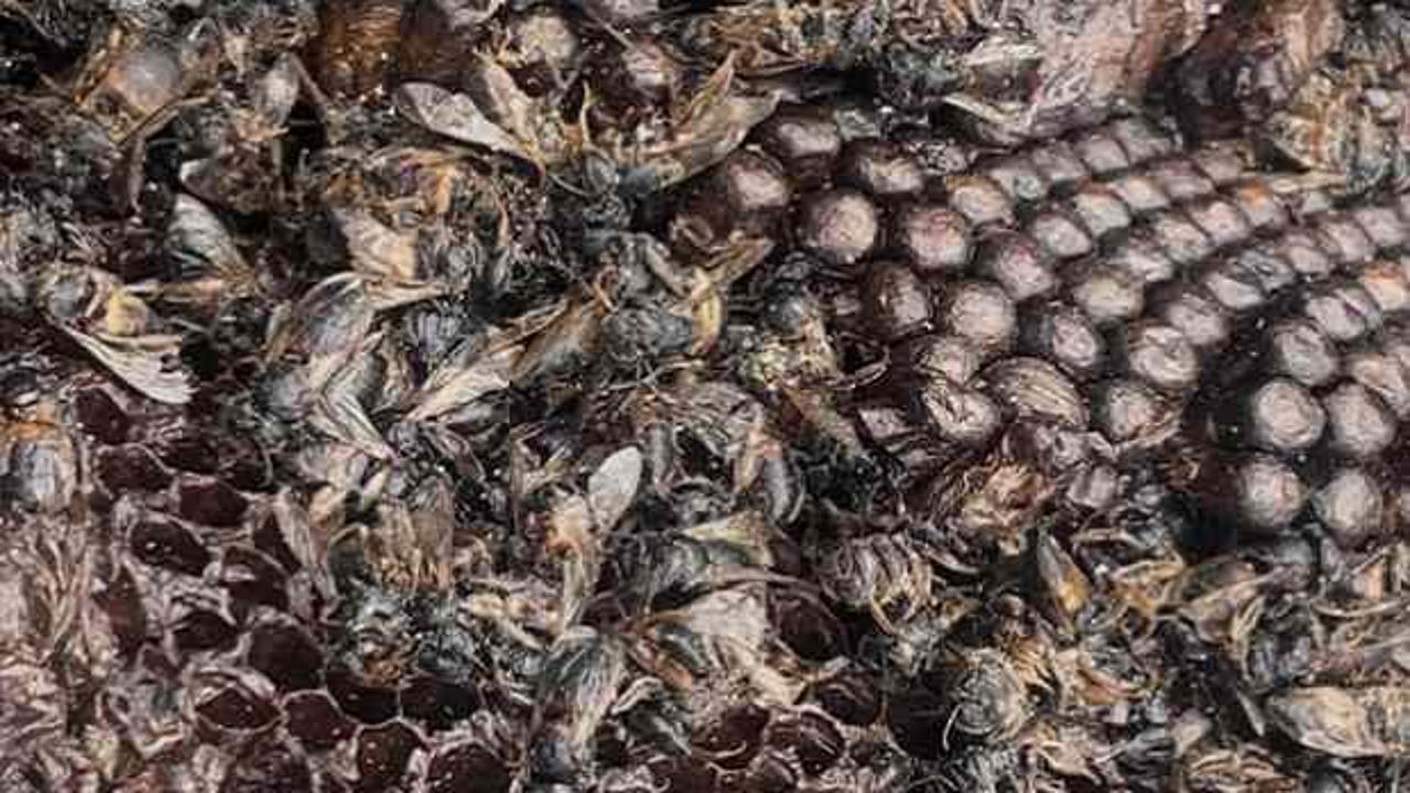 Bursa'da endişelendiren tablo: Milyonlarca arı yanarak telef oldu!