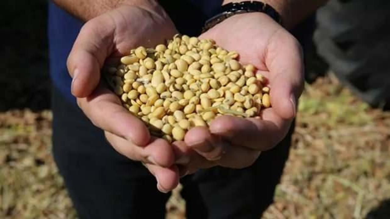 Çiftçiye yeni destek modeli: Soya ekene ek ödeme müjdesi