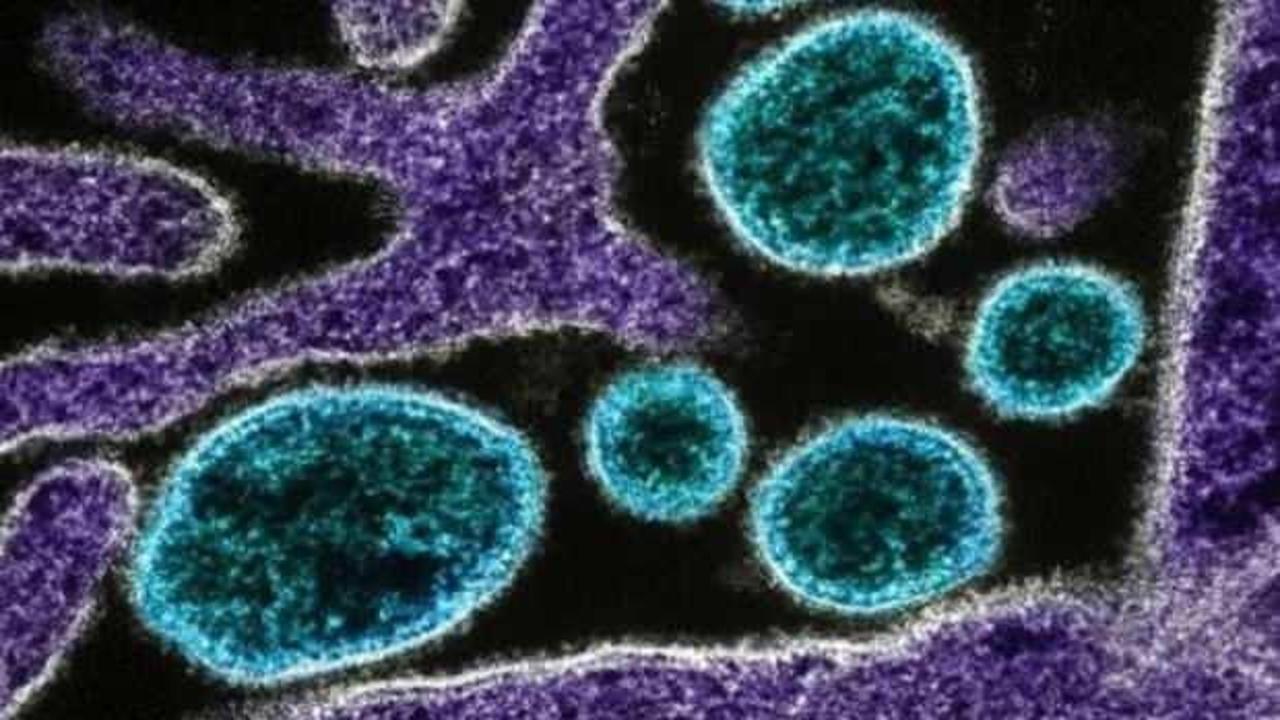 Çin’de chikungunya virüsü alarmı: Sivrisinek kaynaklı salgın büyüyor