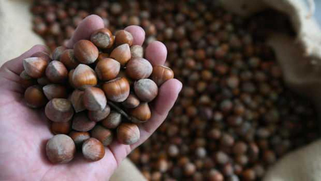 Fındık ihracatından 7 ayda 1,3 milyar dolar gelir