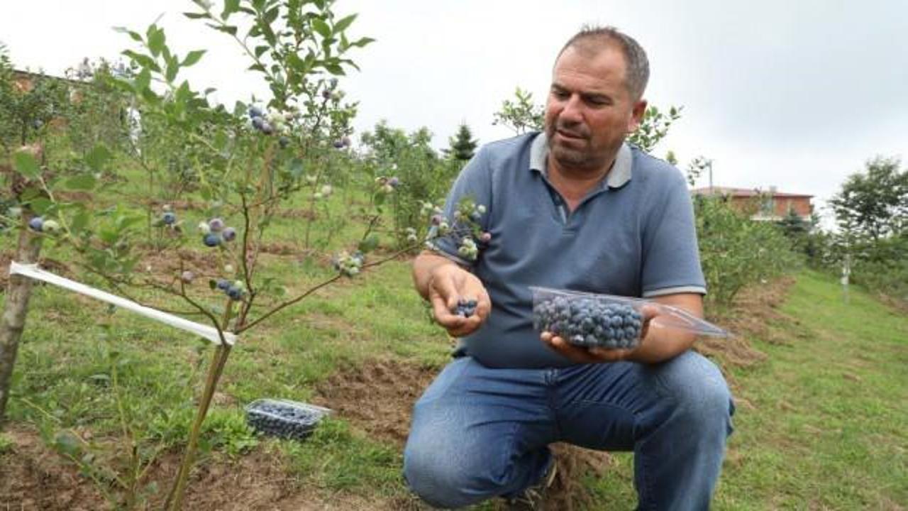 Çiftçinin yüzünü güldüren hasat: Kilogramı 500 TL'den başlıyor 